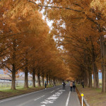 今年ラストの紅葉狩り　～滋賀 メタセコイア並木～