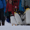 冬の旭山動物園　～ペンギンの散歩～