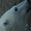 冬の旭山動物園　～クマ系～