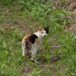 2016年GW　九州＆四国名所巡り30　～男木島の猫③～