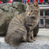 龍泉寺の猫 #1