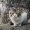 龍泉寺の猫 #2