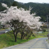 奥矢作湖の桜_2