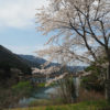 奥矢作湖の桜_1